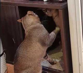 CatsEngageInsynchronized.png