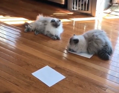 Catsreactstopaper.png