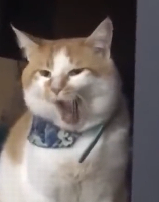 The3stagesofYawn.png