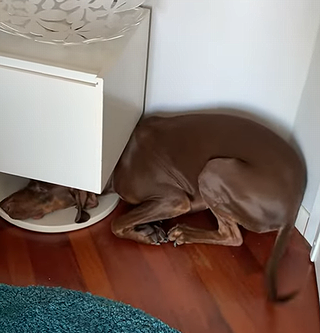GuiltyDogTriestoHide.png