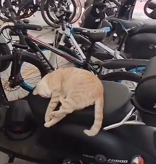 Sleepingcatproblem.png