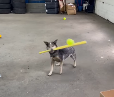 basebooldog.png