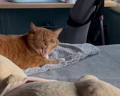 catgetsupset.png