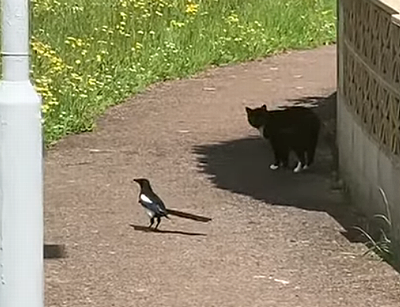 StealthyMagpie.png