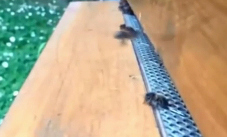 slowmotionofthebees.png