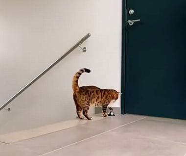 catdoorbell.png