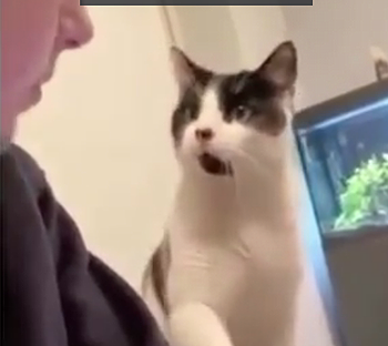 Giveheadbooppls.png
