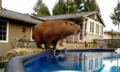 Whatagracefuldive.png