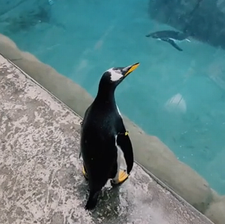 Penguinleapsoutofpool.png