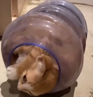 a_bottle_of_kitten.png