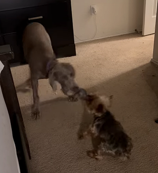 biggerdogwins.png
