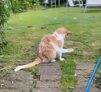 iamcat.png
