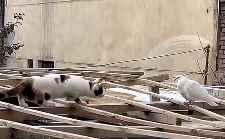 CatandPigeon.png