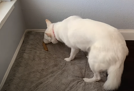 DogAttemptstoBury.png