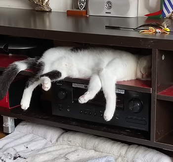 NappingCatFalls.png