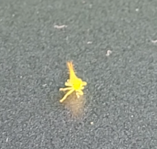 dancebug.png