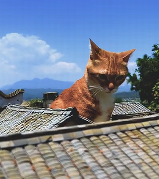 giantcat.png