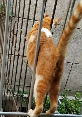 Catsareamazing.png