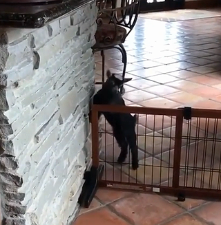 Goatspracticingparkour.png