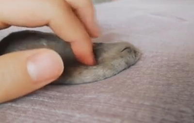 what_is_this_animal.png
