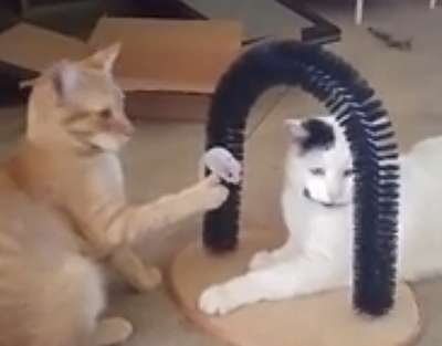 snapcat.png
