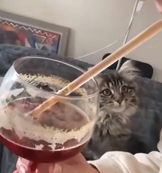 meow-ment.png