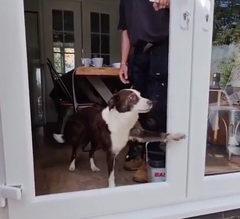 dogdaysunday.png