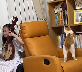 cat_reaction.png