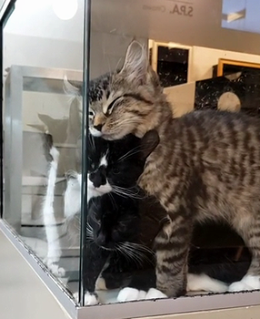 thesekittens.png