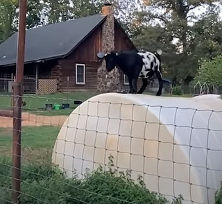 GoatPushes.png