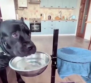 Doghaslearnedtodry.png