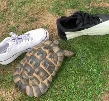 fuckingblackshoe.png
