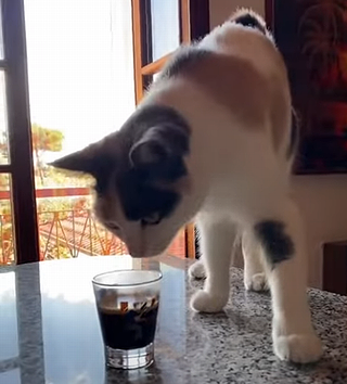 catexe_has_broken.png