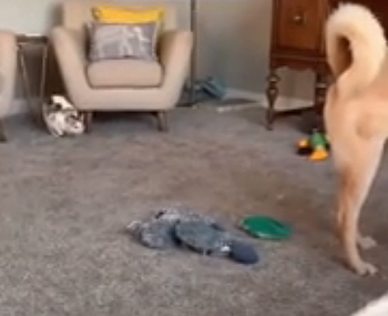 Hitcat.png