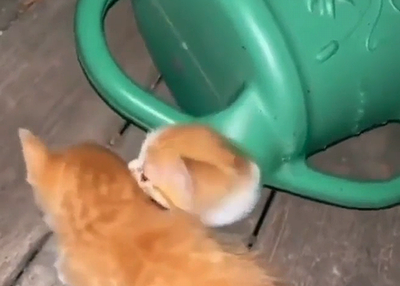 catgenerator.png