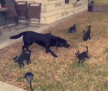 Skinnycats.png