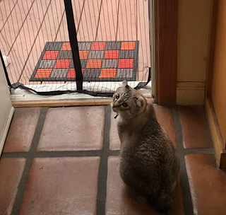 DogandCat.png