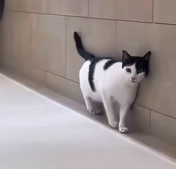 verticalcat.png