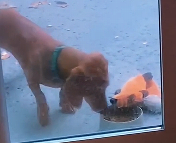 ThisGoodBoy.png