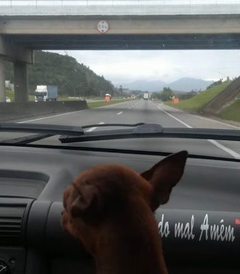 DogDucksWhile.png