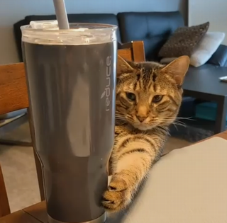 Catdroppingthingsoff.png