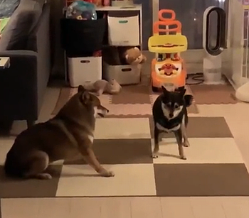 dogs_playing.png