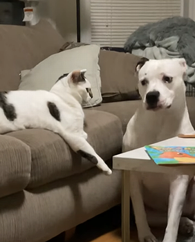 CatCommandsDog.png