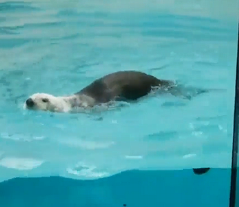 Aquaticballerina.png