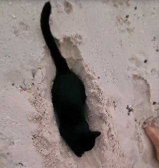 loves_being_buried_in_sand.png