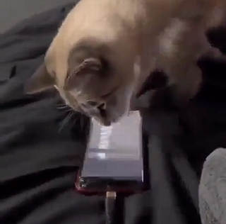 Catturnsoffalarms.png