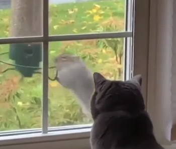 Squirrelgoweeeee.png