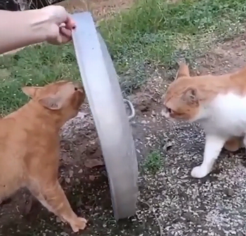 fight_and_chill.png