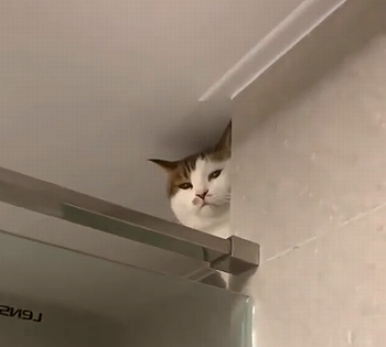 PeepingTom.png