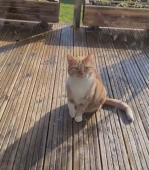 Simulatorcat.png
